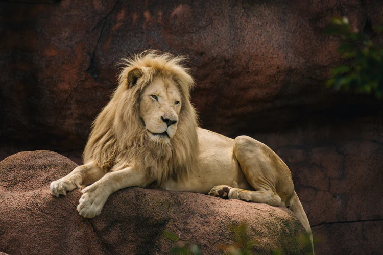 A lion at rest on a rock outcrop, head up and watching
